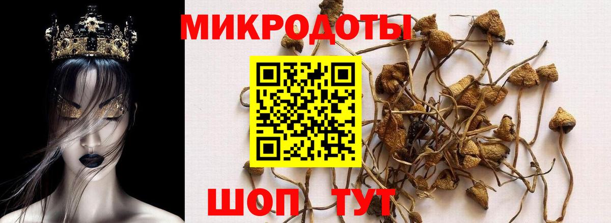 Псилоцибиновые грибы Psilocybe  Вход с VPN  купить наркотик  Муравленко 